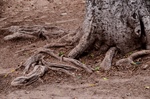 Prevent Tree Roots from Damaging Your Plumbing Lines
